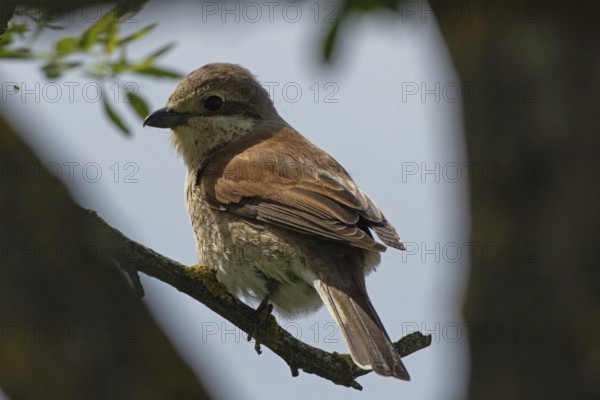 Red-backed shrike, female sitting on branch looking left in front of blue sky, Lake Neusiedl, Burgenland, Austria