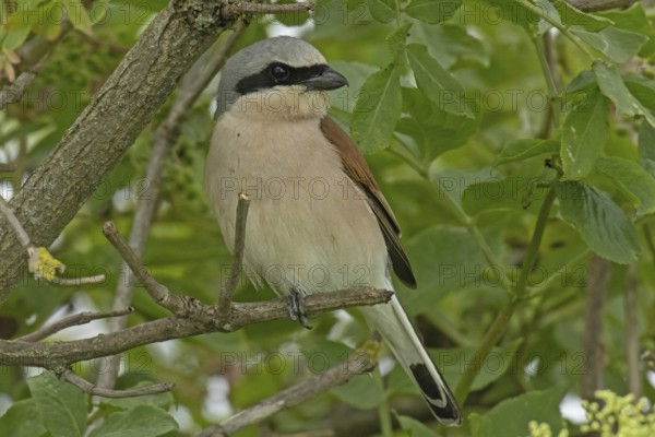 Red-backed shrike male sitting on a branch looking from the front right, Lake Neusiedl, Burgenland, Austria