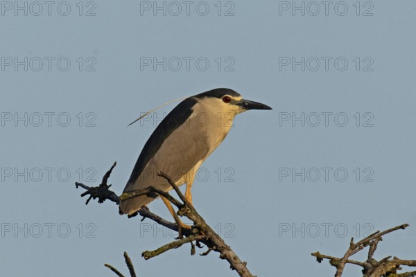 Night heron adult bird with decorative feather standing on branch looking right in front of blue sky, Lake Neusiedl, Burgenland, Austria