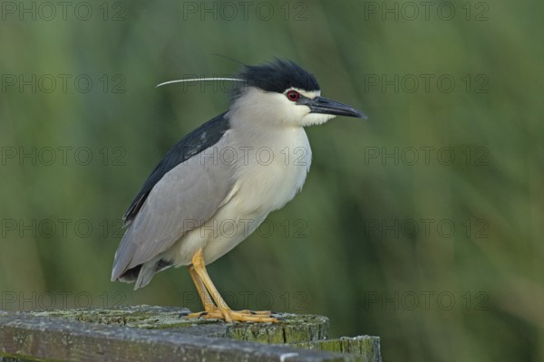 Night heron adult bird with decorative feather standing on wooden post looking right, Lake Neusiedl, Burgenland, Austria