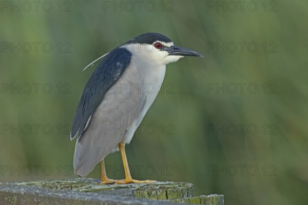 Night heron adult bird with decorative feather standing on wooden post looking right, Lake Neusiedl, Burgenland, Austria