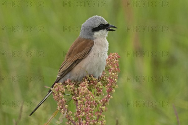 Red-backed shrike male with open beak sitting on red-green panicle looking right, Lake Neusiedl, Burgenland, Austria