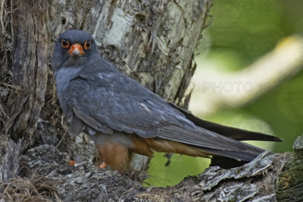 Red-footed Falcon male sitting in front of tree trunk looking left, Lake Neusiedl, Burgenland, Austria