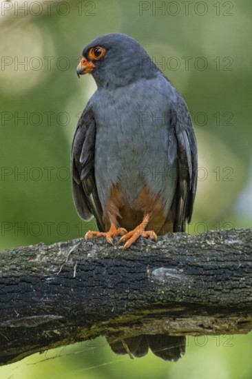 Red-footed Falcon male sitting on a branch looking from the left, Lake Neusiedl, Burgenland, Austria