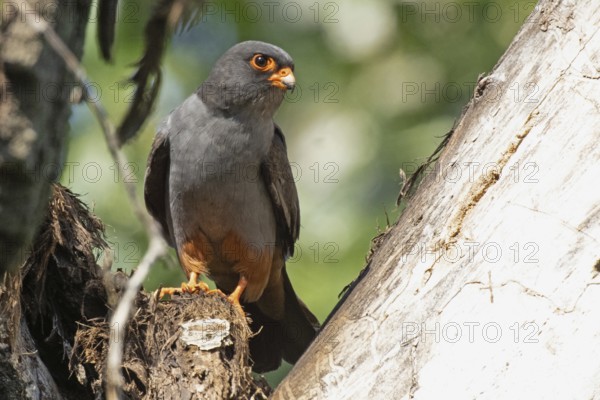 Red-footed Falcon male sitting on branch next to tree trunk looking from front right, Lake Neusiedl, Burgenland, Austria