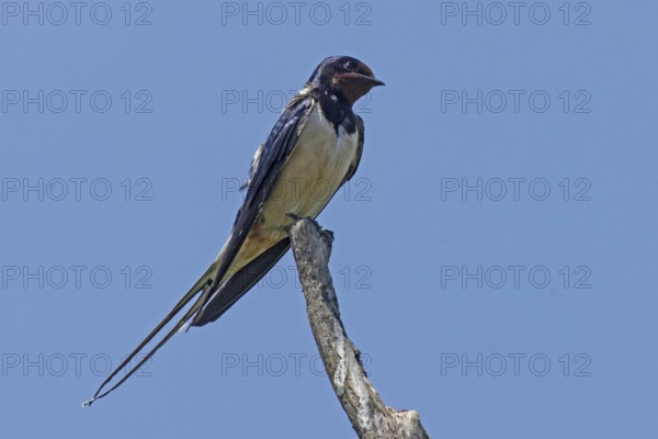 Barn Swallow sitting on branch looking from front right in front of blue sky, Lake Neusiedl, Burgenland, Austria