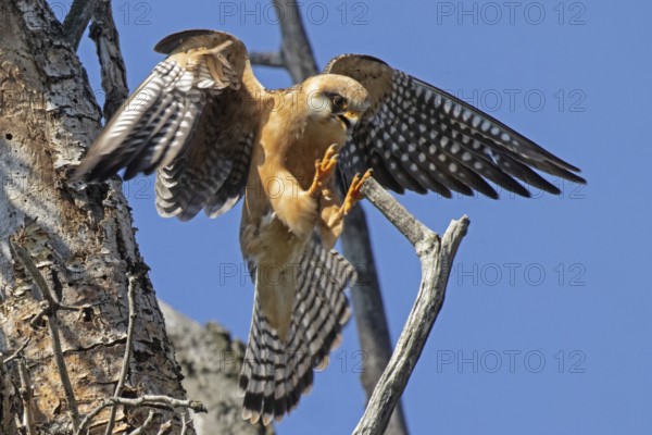Red-footed Falcon female with open beak and open wings approaching on branch looking from the front right in front of blue sky, Lake Neusiedl, Burgenland, Austria