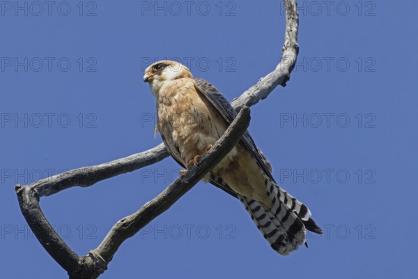 Red-footed Falcon female sitting on branch looking from front left in front of blue sky, Lake Neusiedl, Burgenland, Austria