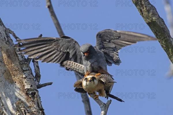 Red-footed Falcon male with open wings on female with open beak sitting on branch during mating looking from the front in front of blue sky, Lake Neusiedl, Burgenland, Austria