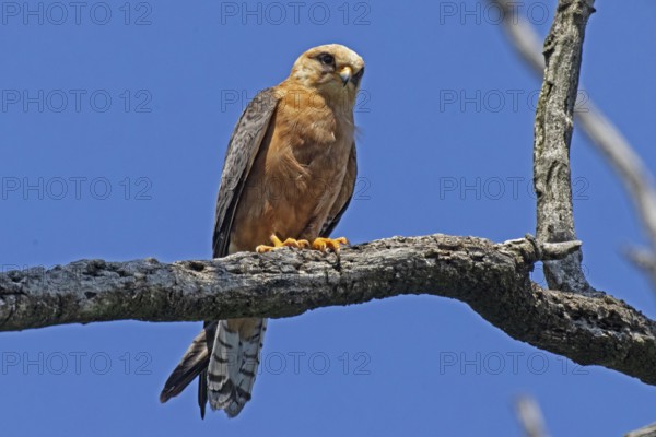 Red-footed Falcon female sitting on a branch looking from the front in front of a blue sky, Lake Neusiedl, Burgenland, Austria