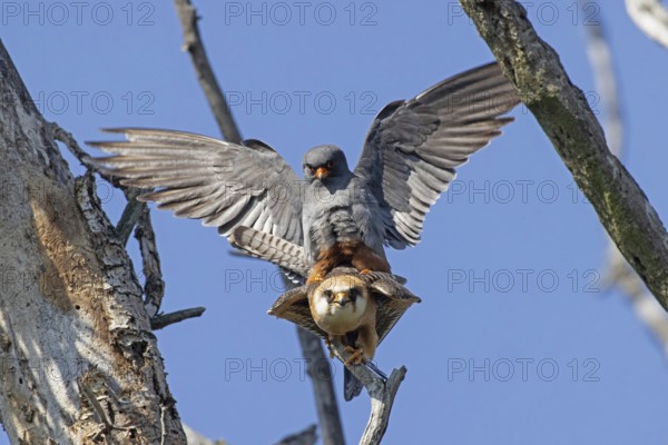 Red-footed Falcon male with open wings on female sitting on branch during mating looking from the front in front of blue sky, Lake Neusiedl, Burgenland, Austria