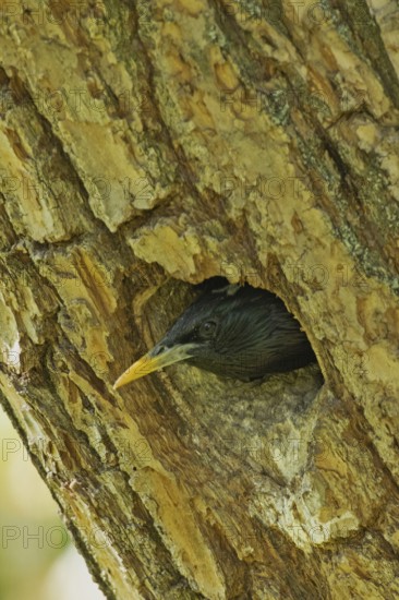 Starling looking out of breeding hole in tree trunk on the left, Lake Neusiedl, Burgenland, Austria