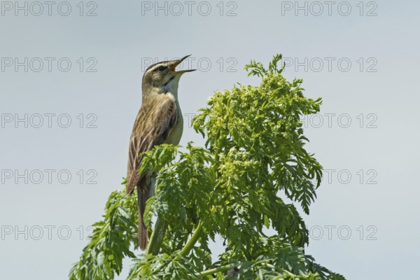Reed warbler with open beak sitting on branch with green leaves singing looking right in front of blue sky, Lake Neusiedl, Burgenland, Austria