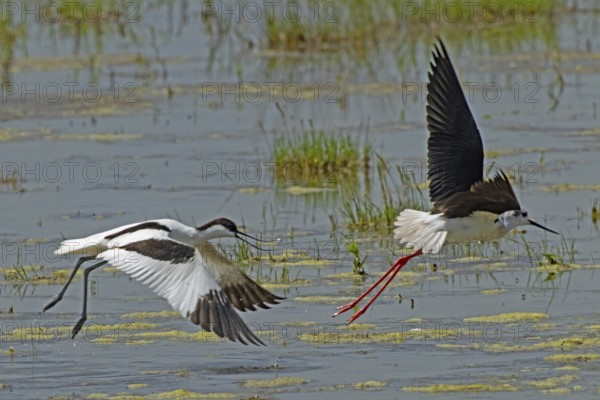 Avocet with open bill and open wings flying threatening right looking to Stilt with open wings flying right looking over water, Lake Neusiedl, Burgenland, Austria