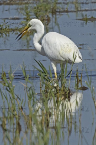 Great White Egret mirror image with fish in beak standing in water looking left, Lake Neusiedl, Burgenland, Austria