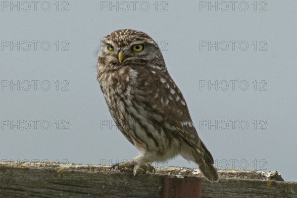 Little owl standing on tree trunk looking left in front of blue sky, Lake Neusiedl, Burgenland, Austria