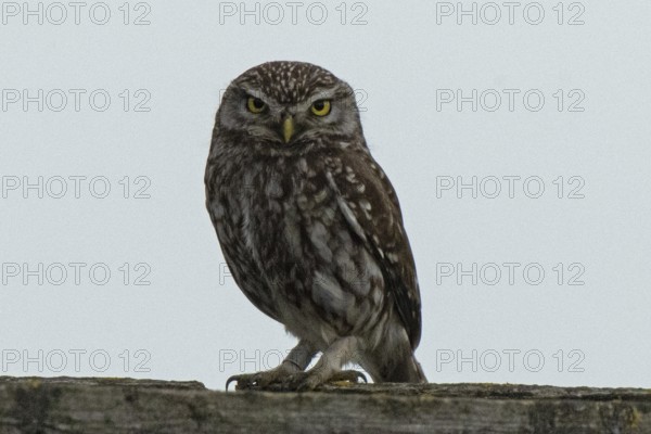 Little owl standing on a tree trunk looking from the front in front of a blue sky, Lake Neusiedl, Burgenland, Austria