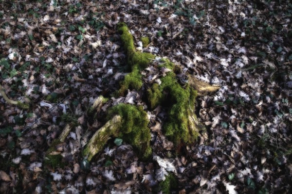 Mossy tree stump in deciduous forest, surrounded by fallen leaves and shade, Kamptal Waldviertel Lower Austria Austria