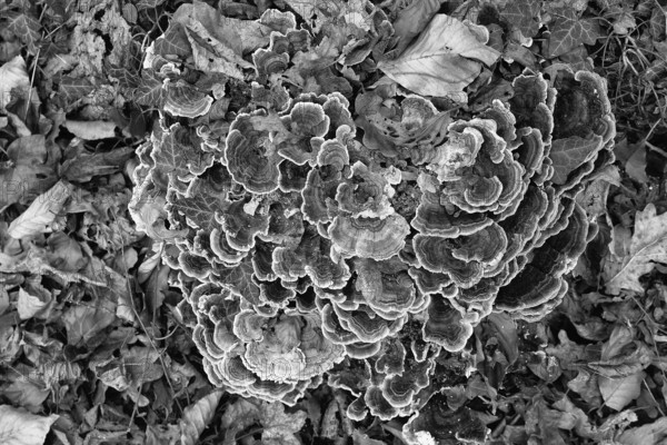 Close-up of mushroom colony on forest floor, surrounded by leaves in black and white style, Kamptal Waldviertel Lower Austria Austria