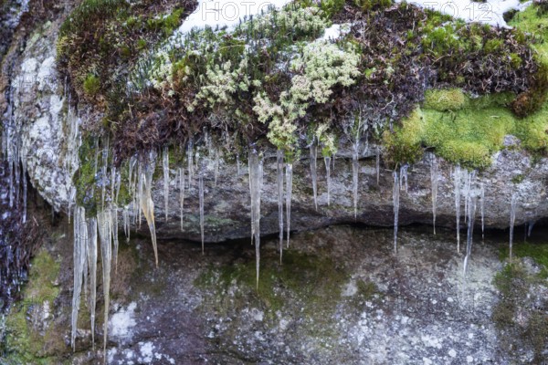 Icicles hanging from moss-covered stones in a windy scene, Kamptal Waldviertel Lower Austria Austria