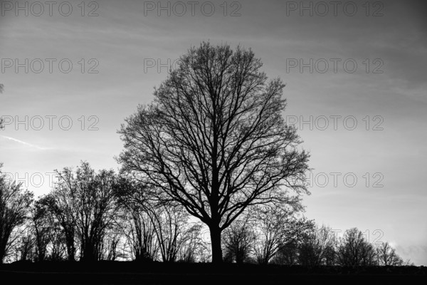 Black and white image of a tree in silhouette against a sky, Waldviertel Lower Austria Austria