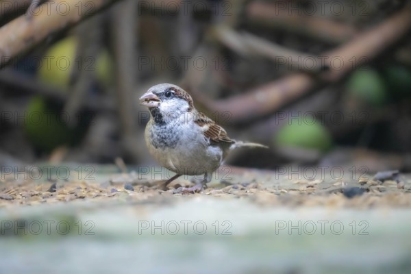 A sparrow (Passer montanus) on the ground surrounded by a natural blurred background-Dhaka, Bangladesh