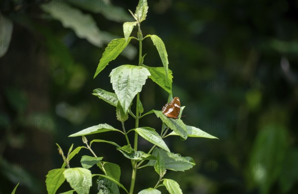 A butterfly resting on green leaves in a natural environment-Dhaka, Bangladesh