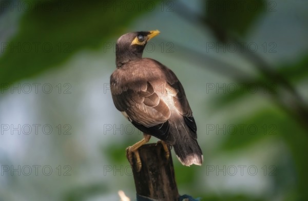 Myna (Acridotheres tristis) bird perched on a branch in a natural green setting-Dhaka, Bangladesh
