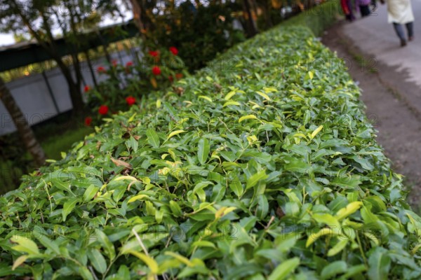 Lush green hedge lining one side of a paved pathway-Dhaka, Bangladesh