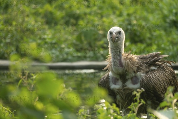 Vulture (Gyps himalayensis) resting in dense green foliage beside water-Dhaka, Bangladesh