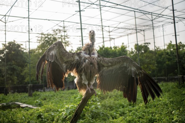 Vulture (Gyps himalayensis) with wings spread, standing on a branch in an enclosure-Dhaka, Bangladesh