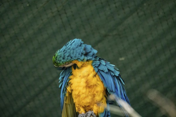 Blue and yellow macaw (Ara glaucogularis) grooming its feathers against a green backdrop-Dhaka, Bangladesh