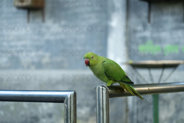 Green Rose-ringed Parakeet with a red beak perched on a metal railing in an urban setting, Dhaka, Bangladesh
