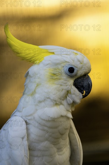 White cockatoo with a striking yellow crest against a warm backdrop-Dhaka, Bangladesh