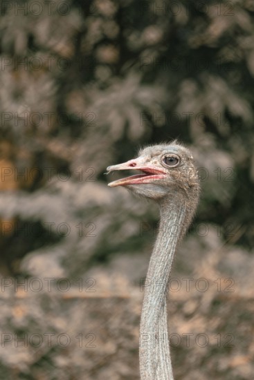 Side view of an ostrich (Struthio camelus) with a blurred leafy background-Dhaka, Bangladesh