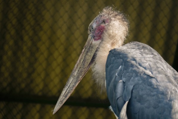Marabou stork (Leptoptilos crumenifer) in profile view with a large beak and distinctive tufted feathers-Dhaka, Bangladesh