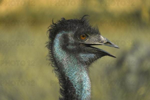 Close-up profile of an emu (Dromaius novaehollandiae) with textured feathers and an open beak-Dhaka, Bangladesh