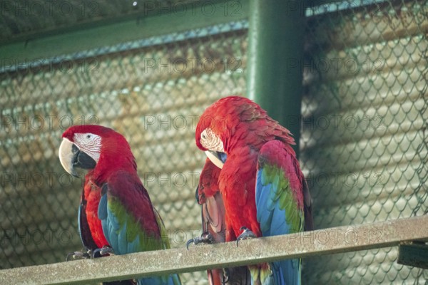 Two scarlet macaws (Ara glaucogularis) with vibrant plumage perched close together-Dhaka, Bangladesh