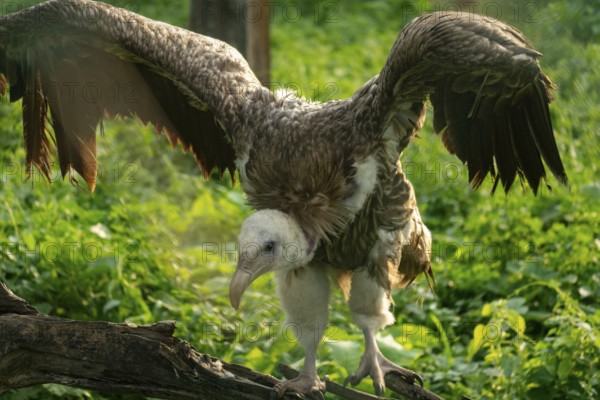 Vulture (Gyps himalayensis) with wings open perched on a branch, surrounded by greenery-Dhaka, Bangladesh
