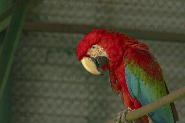 Scarlet macaw (Ara glaucogularis) with vivid red feathers resting on a perch with head tilted-Dhaka, Bangladesh