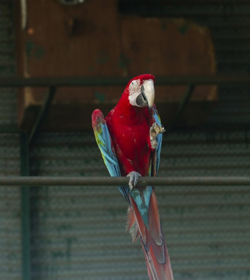 Bright red and green-winged macaw (Ara glaucogularis) perched on a metal bar indoors-Dhaka, Bangladesh