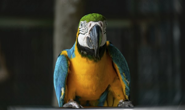 Blue and yellow macaw parrot (Ara glaucogularis) staring forward in a vivid, colorful setting-Dhaka, Bangladesh