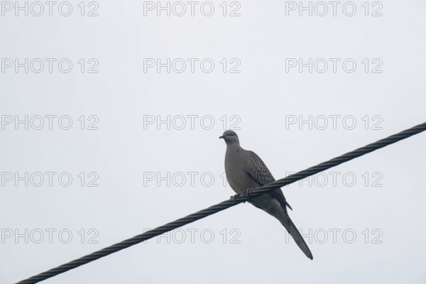 Dove (Spilopelia chinensis) Bird sits quietly on an electric wire with an overcast sky background-Dhaka, Bangladesh