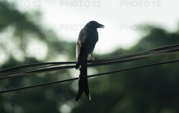 Silhouette of a Black Drongo (Dicrurus macrocercus) perched on electric wires against a bright, natural backdrop-Dhaka, Bangladesh