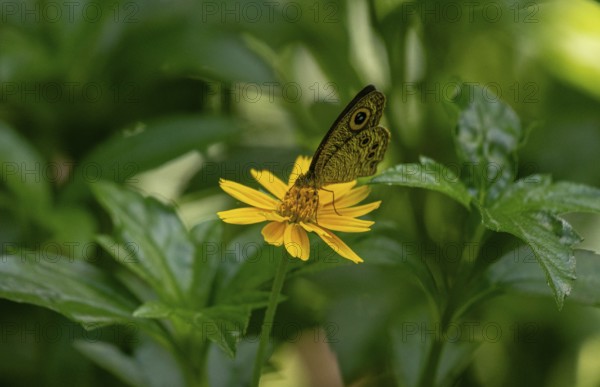 Butterfly resting on a vibrant yellow flower amidst green foliage-Dhaka, Bangladesh