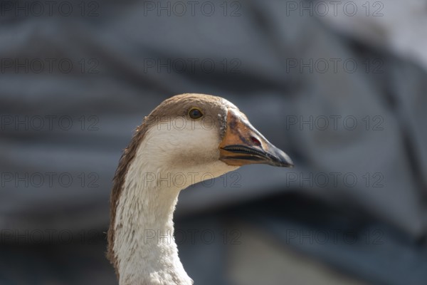 Side view of a Chinese goose with brown and beige plumage-Dhaka, Bangladesh