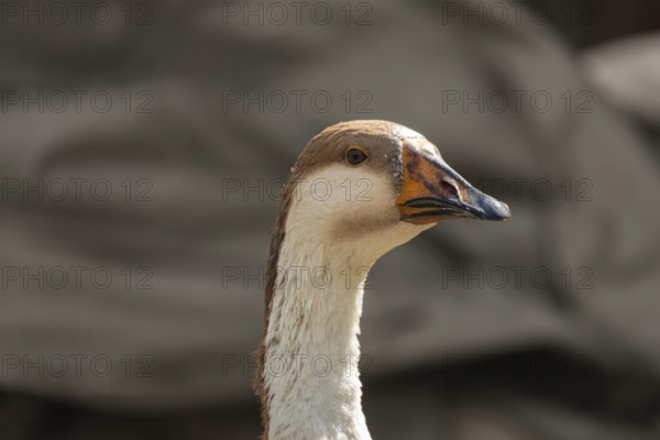 Profile of a Chinese goose with distinct brown and beige feathers-Dhaka, Bangladesh