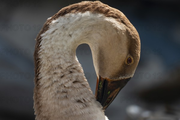 Close-up of Chinese goose's head showing detailed feathers and beak-Dhaka, Bangladesh