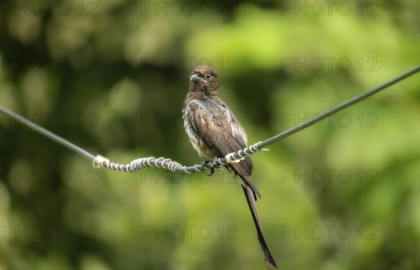 Cuckoo (Cuculidae family) Bird perched on a coiled electric wire against a green backdrop-Dhaka, Bangladesh