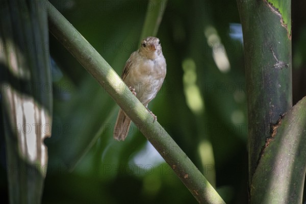 Sparrow (Passer montanus) perched on a branch in a lush green setting with dappled light-Dhaka, Bangladesh